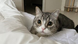 ギネス記録を持つYoutuber猫・もちまるの人気動画！ブームの発端は？