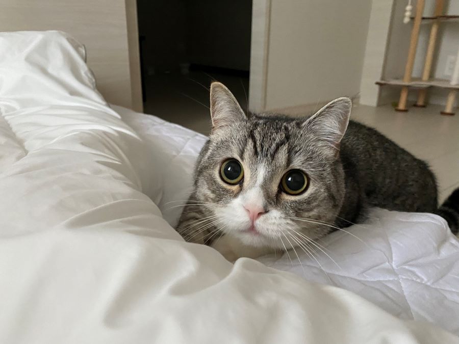 ギネス記録を持つYoutuber猫・もちまるの人気動画！ブームの発端は？